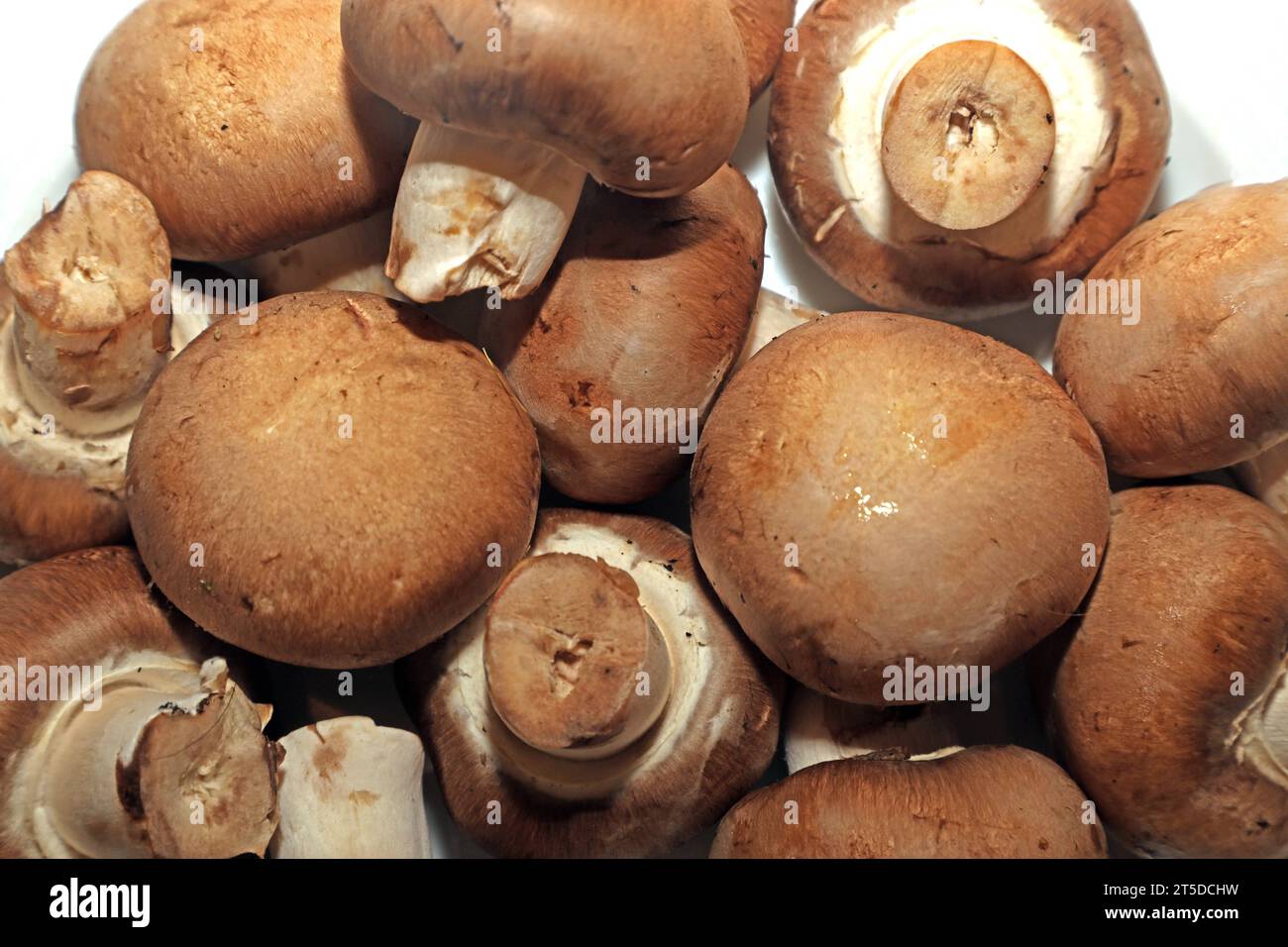 Pilze als Mahlzeit Braune Kulturchampignons zur Verwendung in der Küche *** champignons comme repas champignons bruns de culture pour la cuisine crédit : Imago/Alamy Live News Banque D'Images
