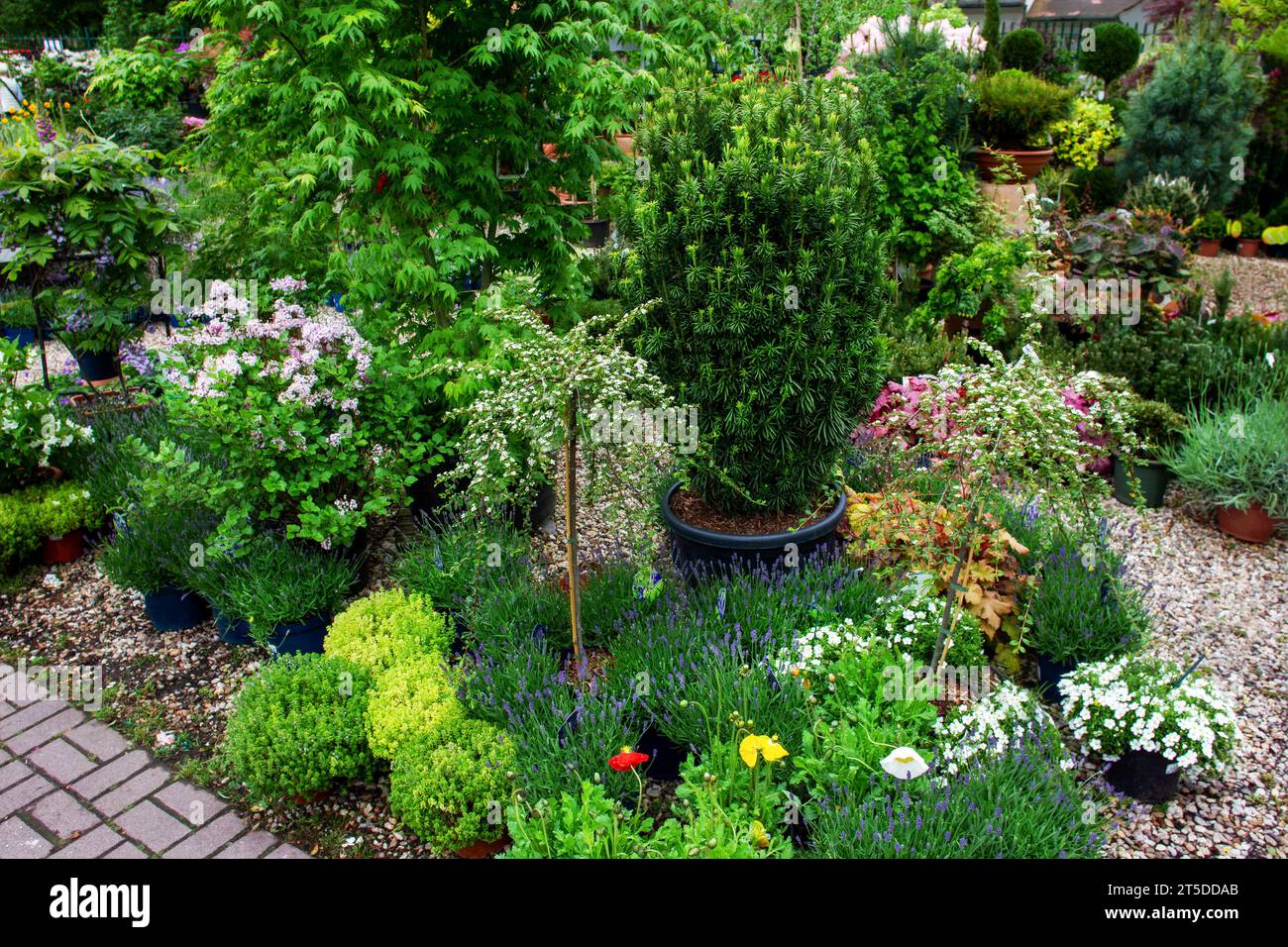 Fantastique arbre juif anglais (conifère) plante en pot à vendre dans la petite pépinière Berlin à Kreuzberg plusieurs fleurs en pots (plante en pot) Banque D'Images