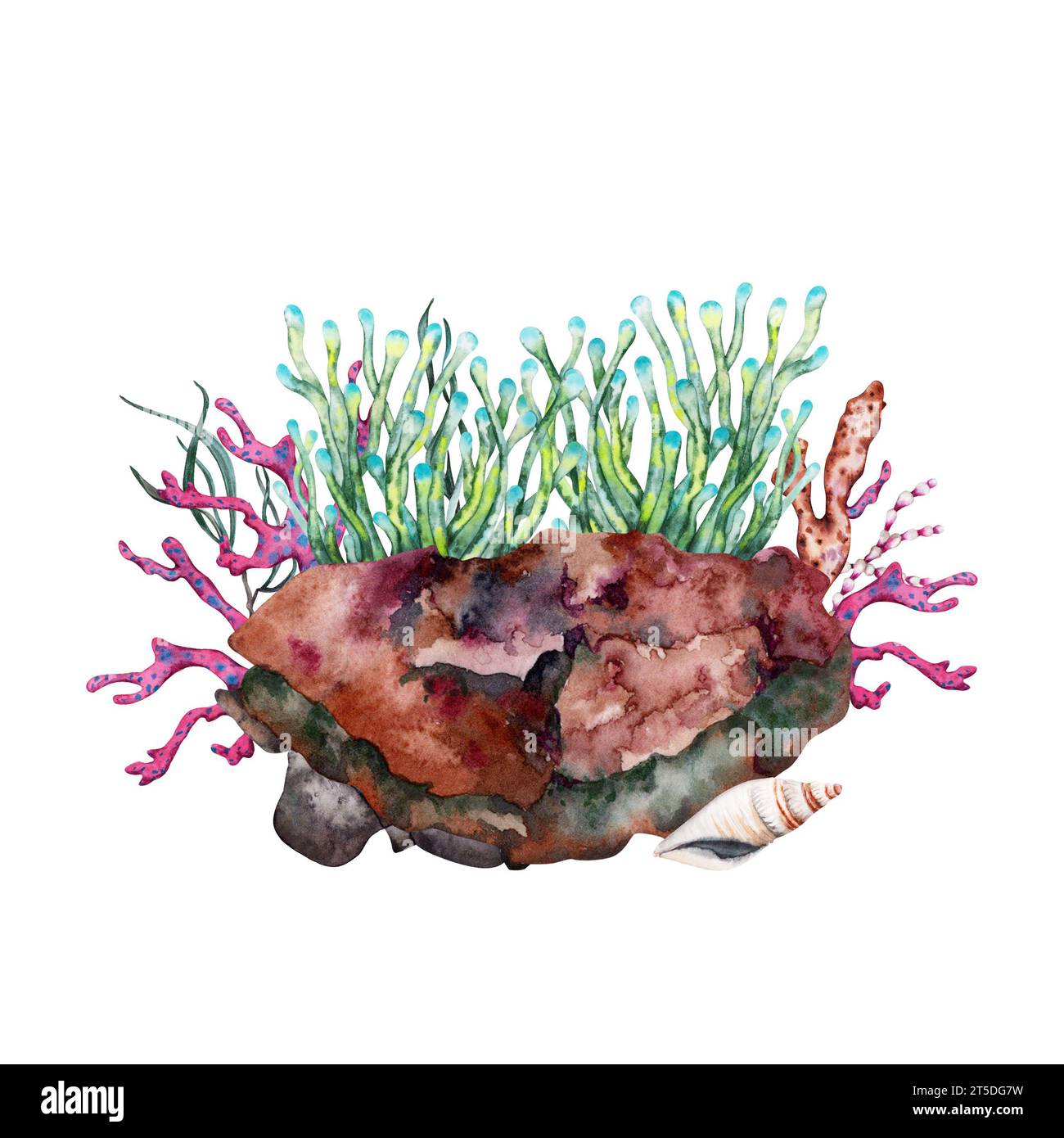 Anémone verte poussant sur la roche récifale avec des coraux et des algues. Illustration à l'aquarelle dessinée à la main. Collection sous-marine tropicale. Banque D'Images