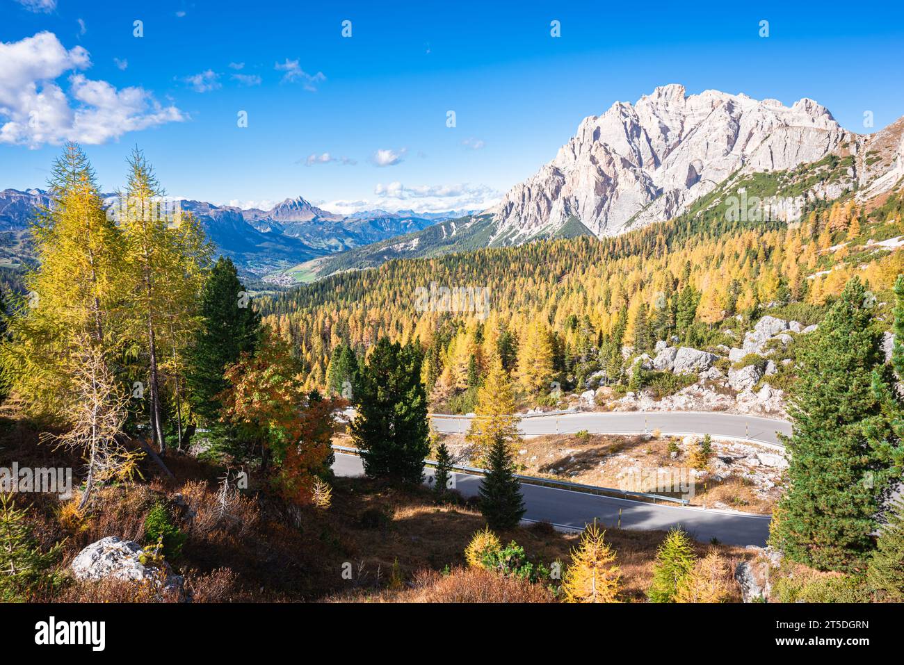 Forêts de mélèzes dorées dans les Dolomites Banque D'Images