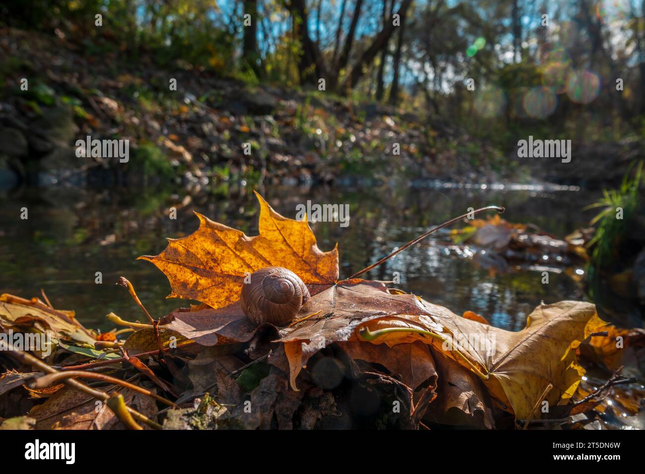 Scène forestière d'automne. Escargot sur la feuille jaune d'automne. Mise au point sélective Banque D'Images