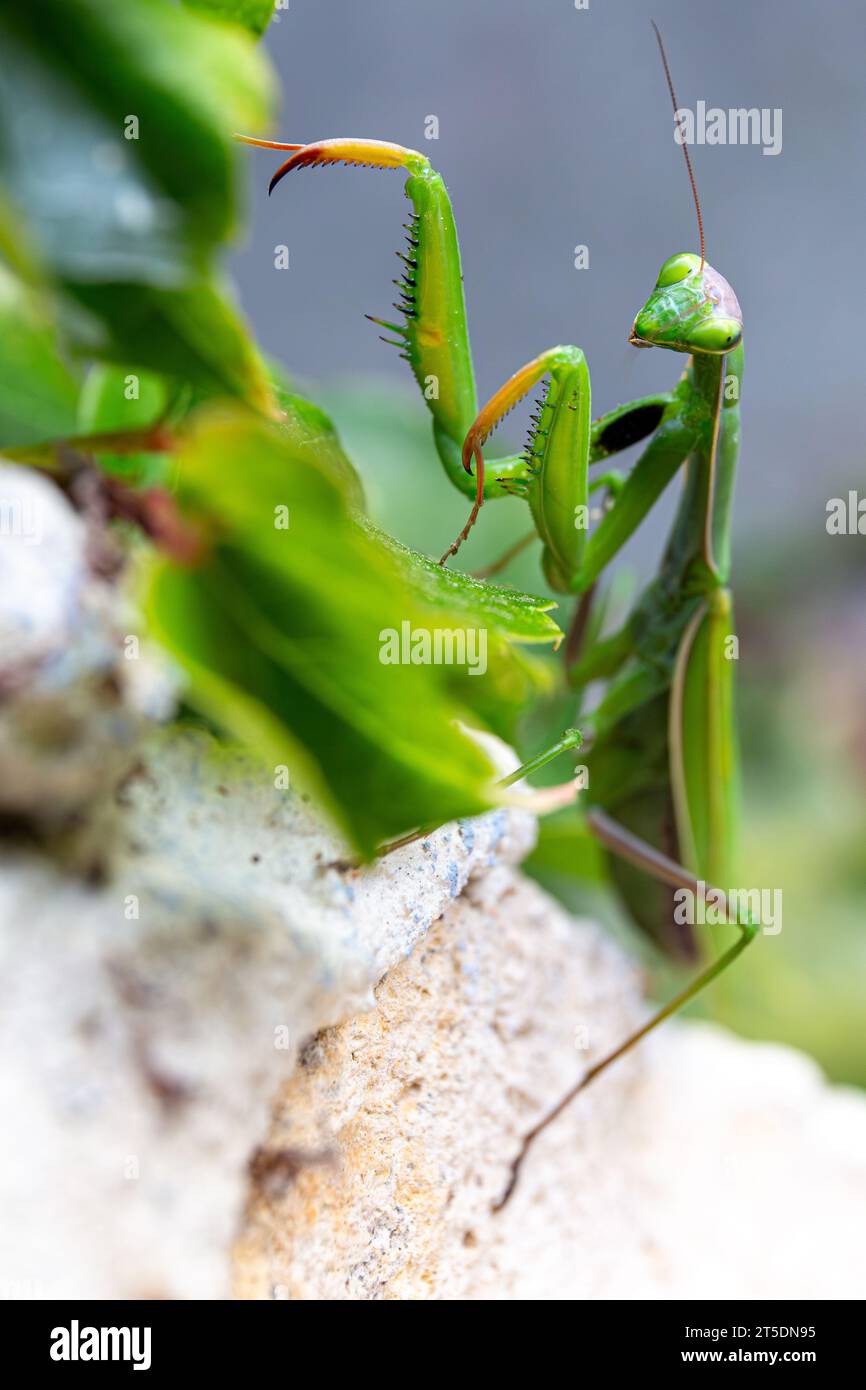 Marco d'une mante européenne errant dans un jardin, grimpant sur des feuilles de plantes Banque D'Images