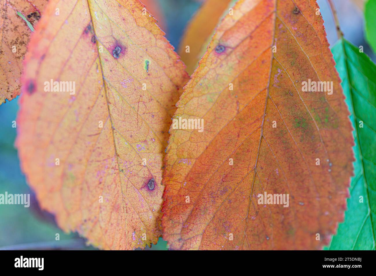 Gros plan de feuilles orange et vertes, couleurs d'automne Banque D'Images