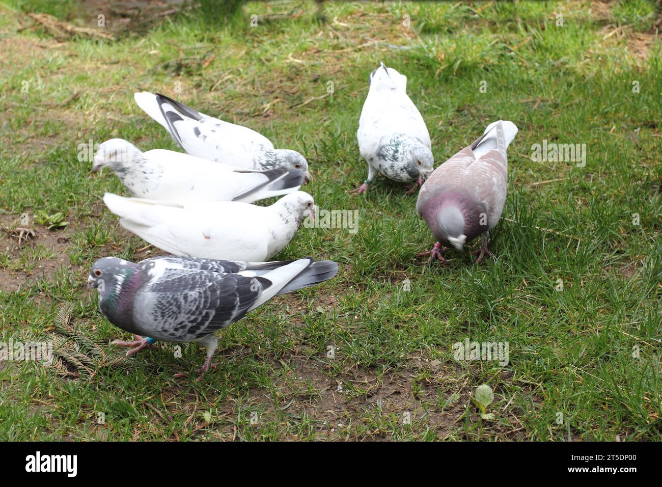 Vue rapprochée de nombreux pigeons de la ville (Columba livia forma domestica) Banque D'Images