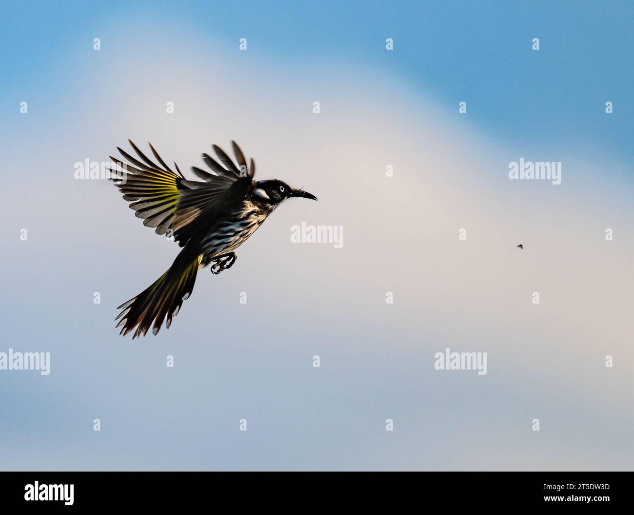 Un Honeyeater de New Holland (Phylidonyris novaehollandiae) poursuit un insecte en plein air. Australie. Banque D'Images