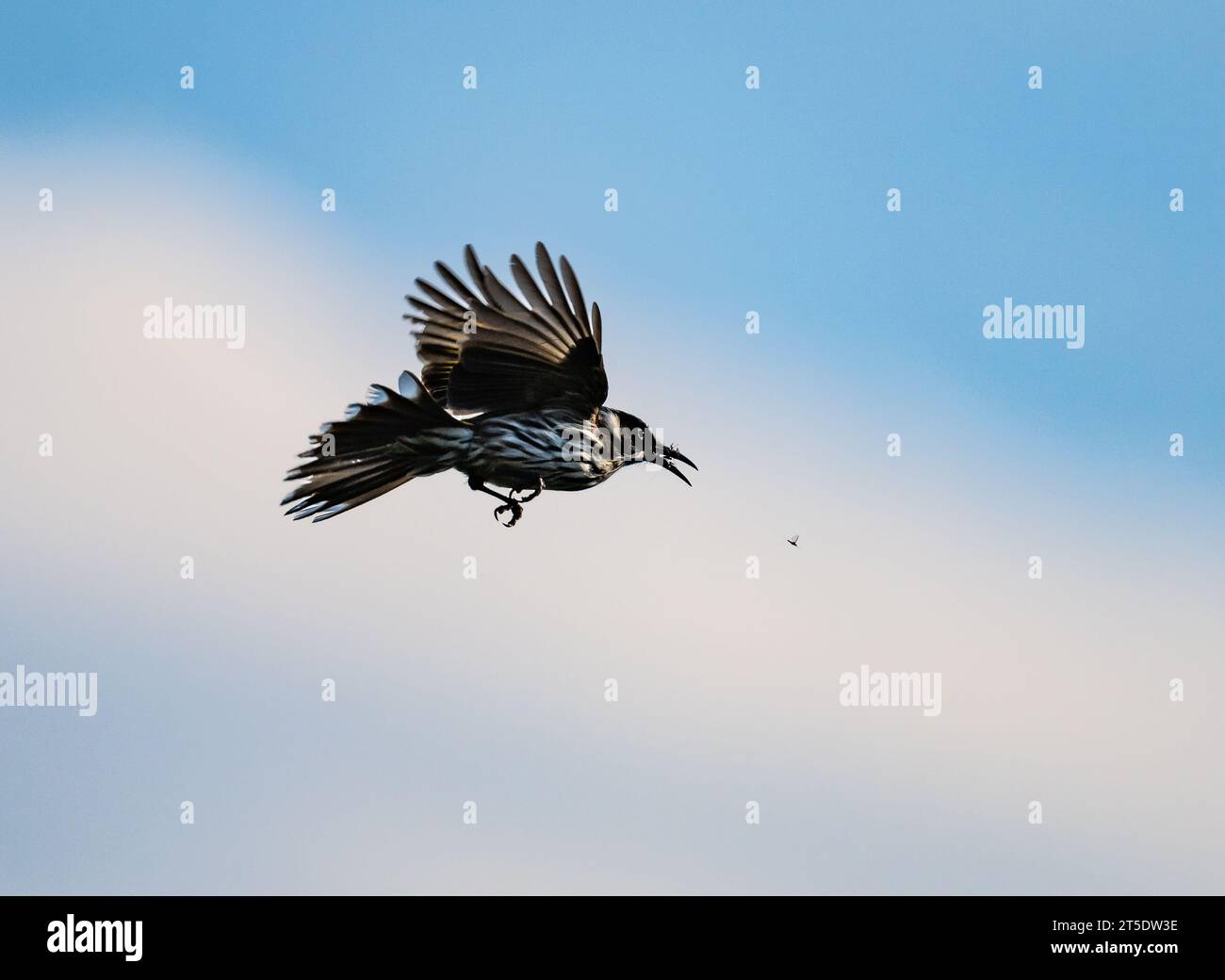 Un Honeyeater de New Holland (Phylidonyris novaehollandiae) poursuit un insecte en plein air. Australie. Banque D'Images