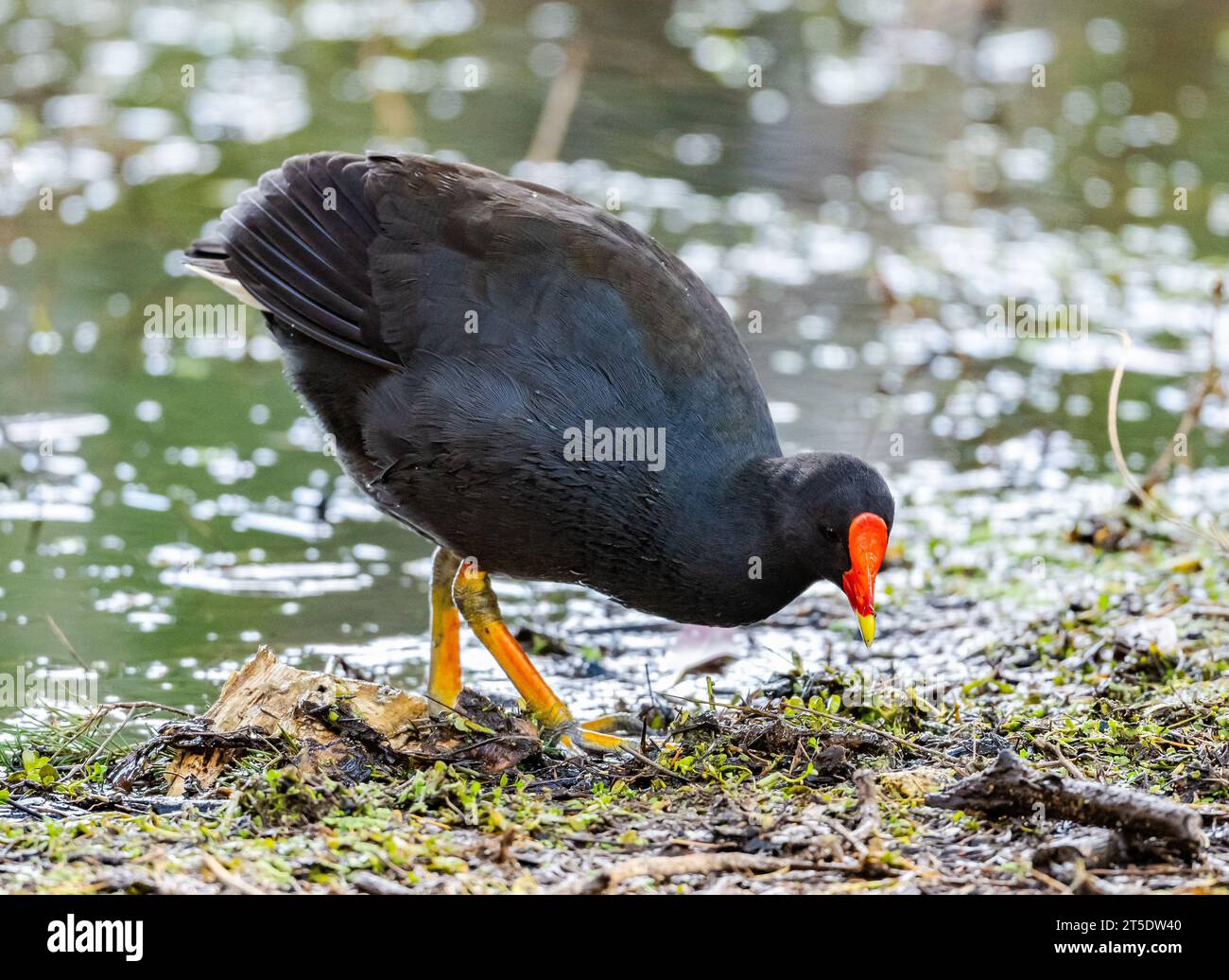 Un Moorhen sombre (Gallinula tenebrosa) qui recherche des récoltes. Australie. Banque D'Images