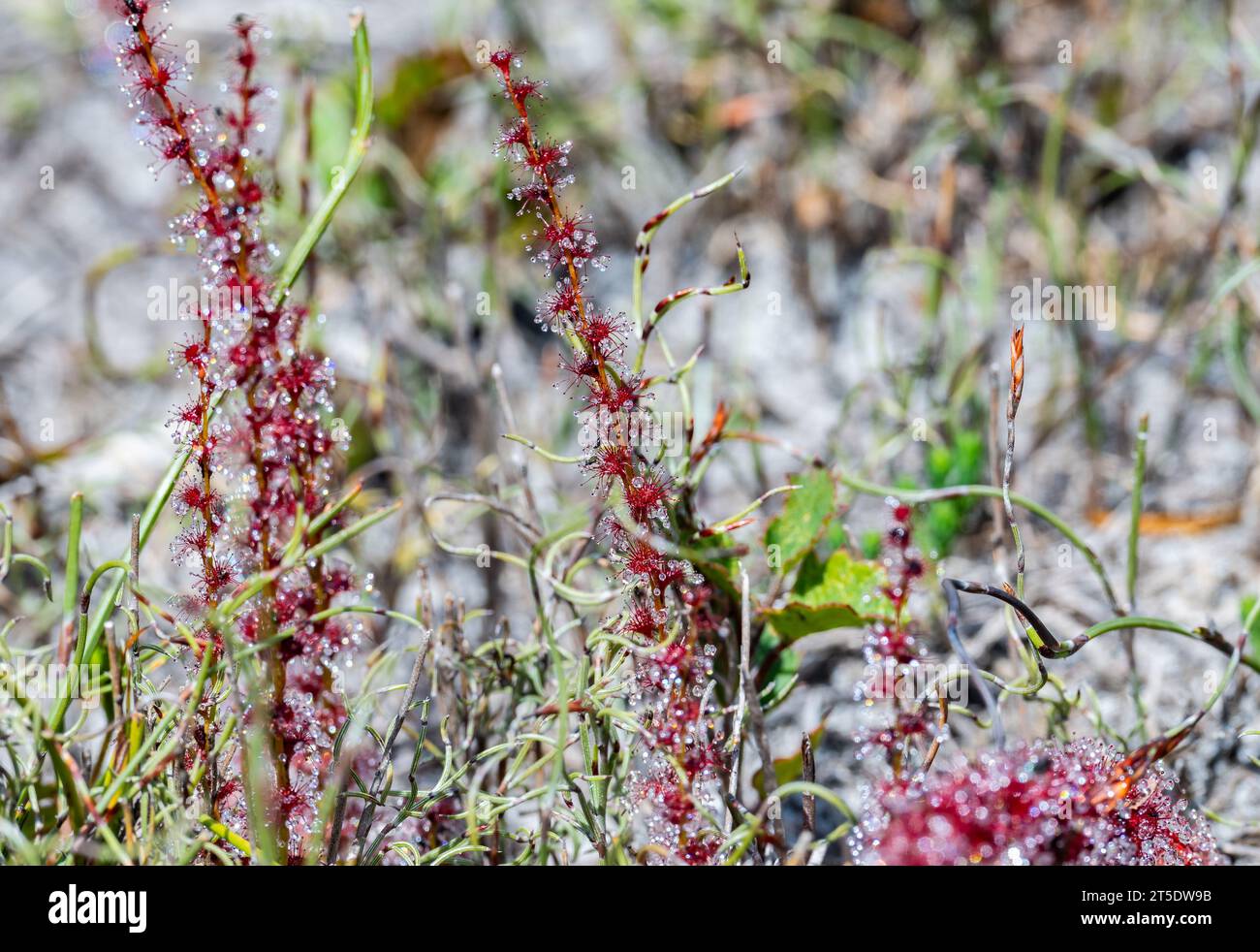 Plante carnivore Sundew avec des mouches piégées dessus. Australie. Banque D'Images