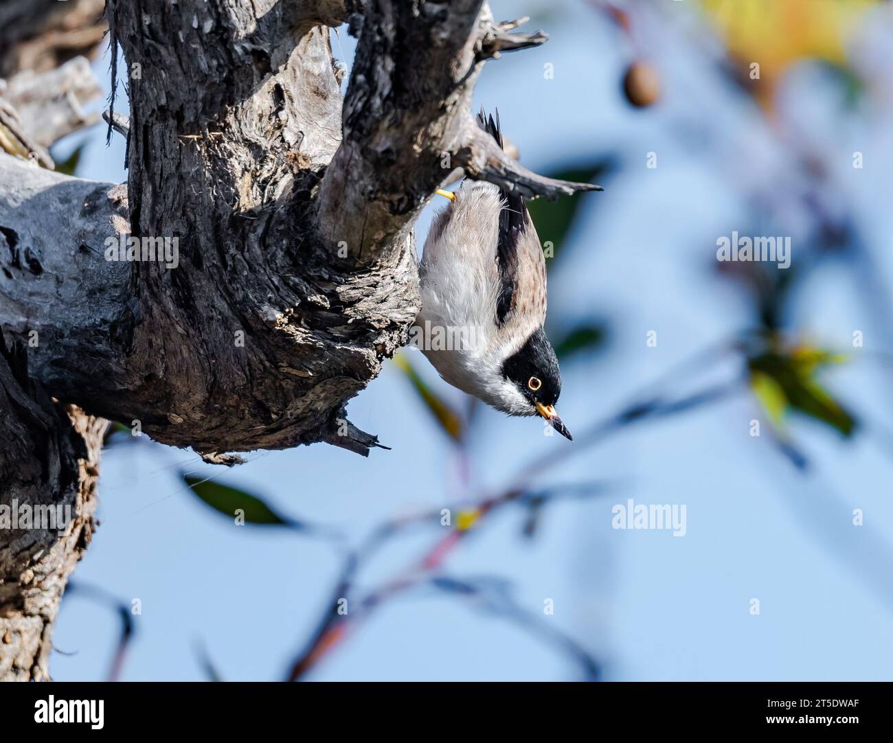 Une Sittella variée (Daphoenositta chrysoptera) se nourrissant sur un tronc d'arbre. Australie. Banque D'Images