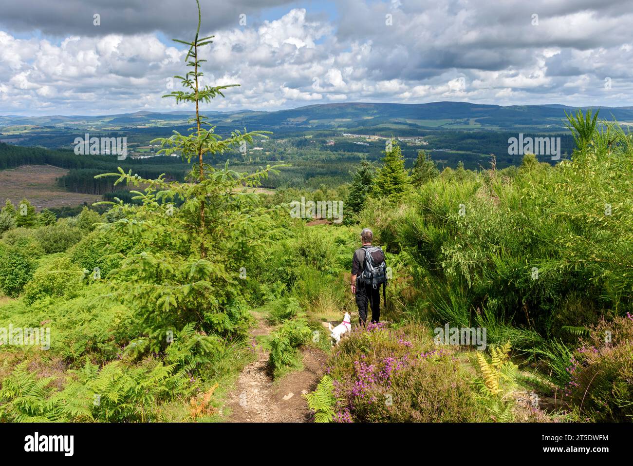 Un homme avec un chien sur un sentier à Scolty Hill, près de Banchory, Aberdeenshire, Écosse, Royaume-Uni Banque D'Images