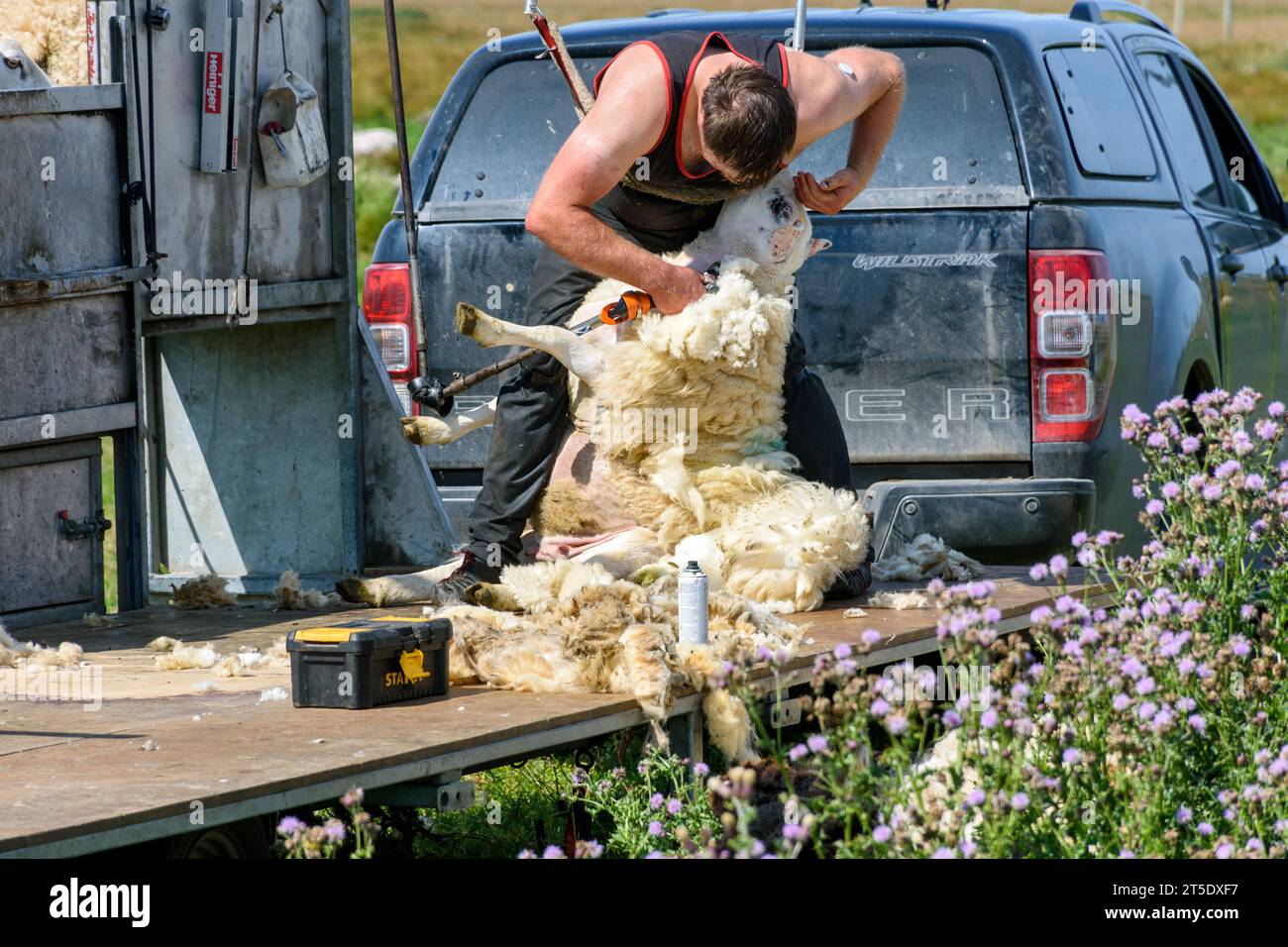 Tonte des moutons à l'aide d'un engin mobile sur une remorque. Près de Scarfskerry, Caithness, Écosse, Royaume-Uni, Banque D'Images
