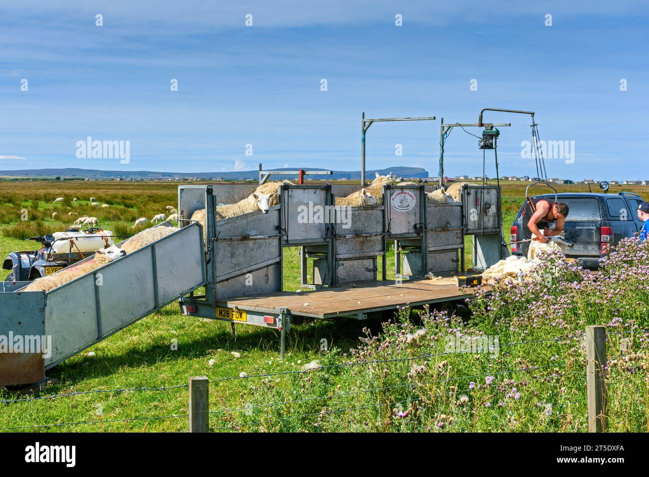 Tonte des moutons à l'aide d'un engin mobile sur une remorque. Près de Scarfskerry, Caithness, Écosse, Royaume-Uni. Dunnet Head au loin. Banque D'Images