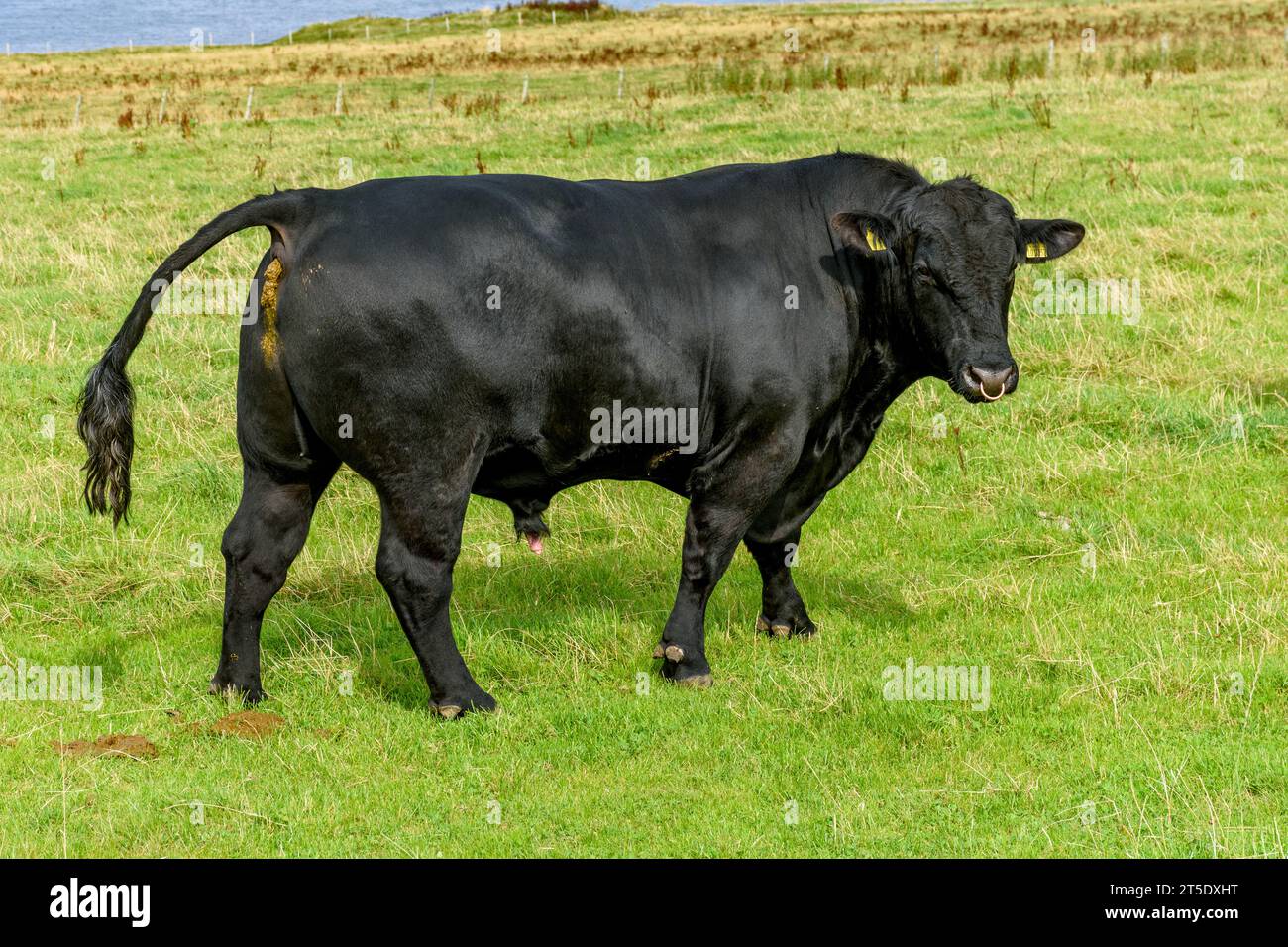 Un taureau Aberdeen Angus dans un champ près du village de May, Caithness, Écosse, Royaume-Uni, Banque D'Images