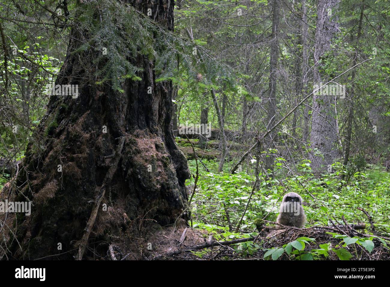 Hiboux à grandes cornes dans une forêt ancienne au printemps. Forêt nationale de Kootenai dans la vallée de Yaak, Montana. Banque D'Images