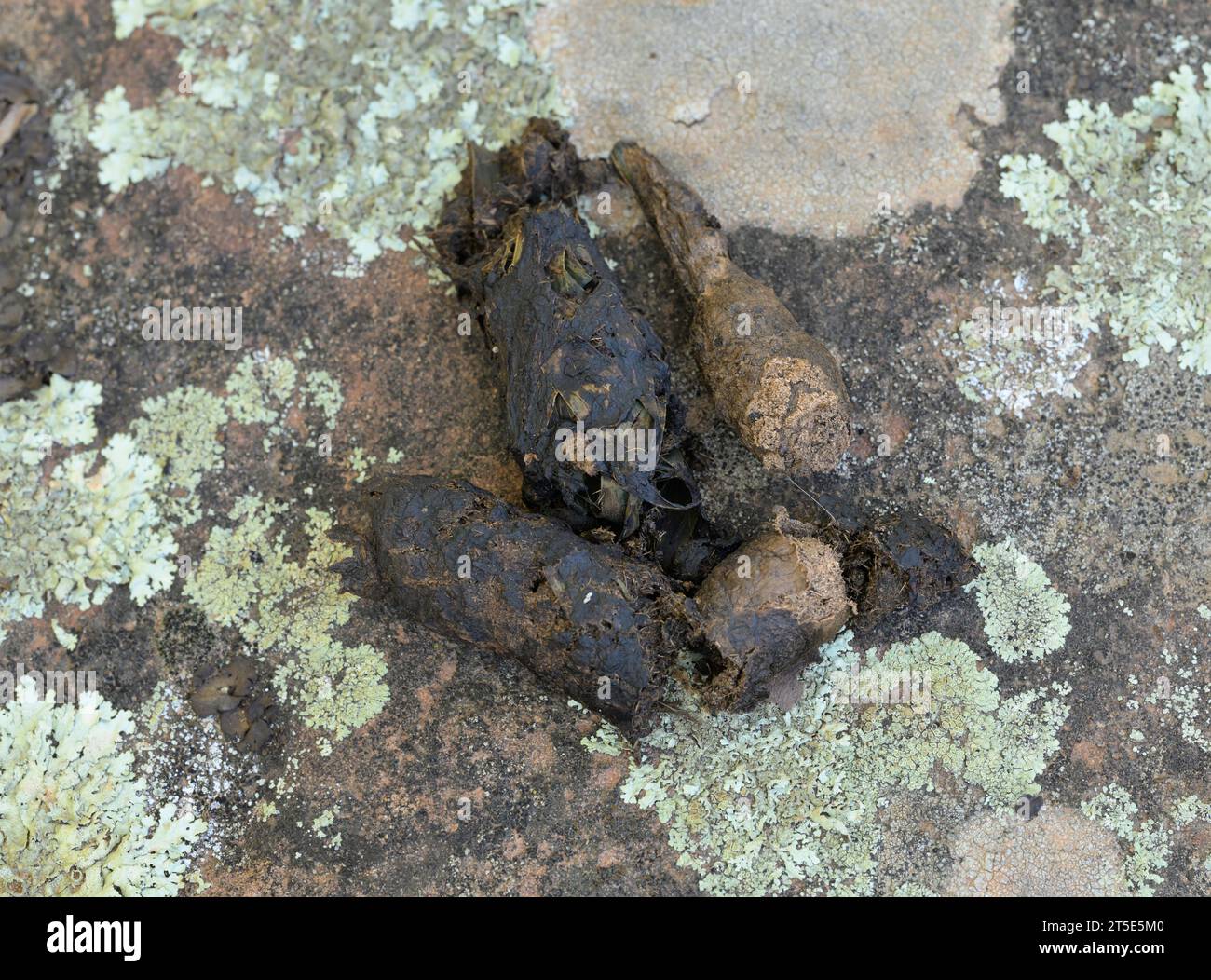 Bobcat sur un rocher couvert de lichen, avec de l'herbe visible en elle Banque D'Images