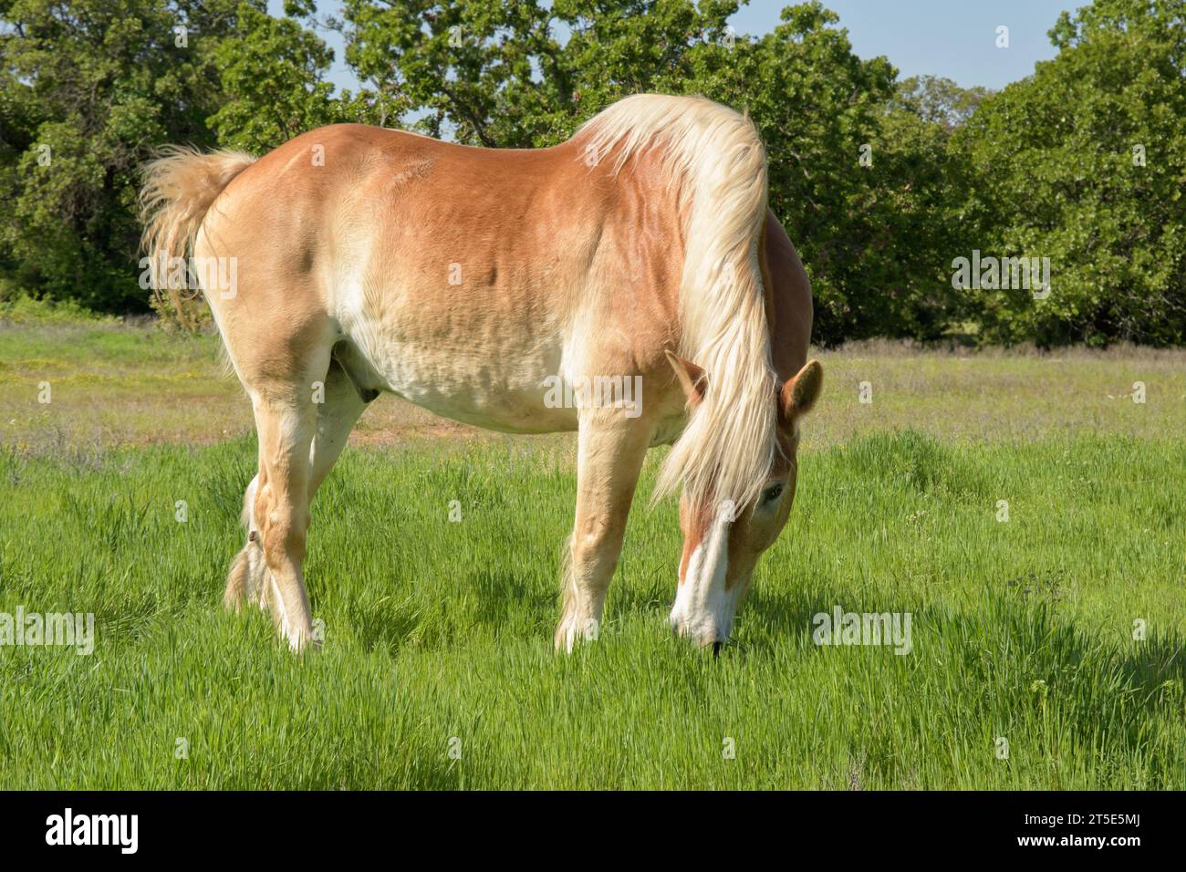 Cheval de trait belge pâturant dans l'herbe verte luxuriante dans un pâturage d'été ensoleillé Banque D'Images