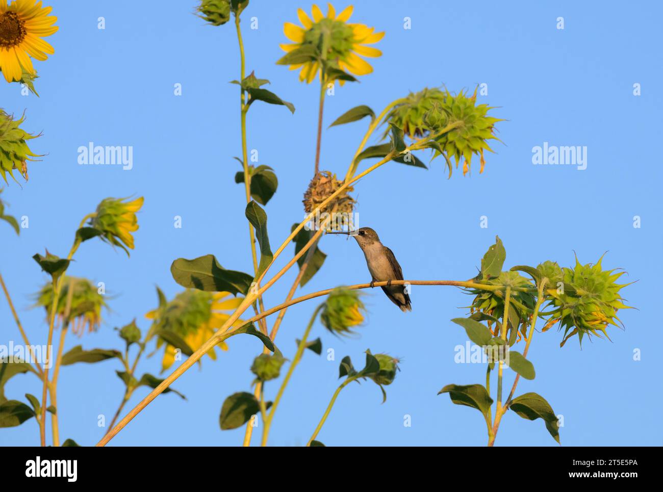 Petit mâle juvénile Hummingbird Ruby-Throated assis sur une tige de tournesol avec fond de ciel bleu Banque D'Images