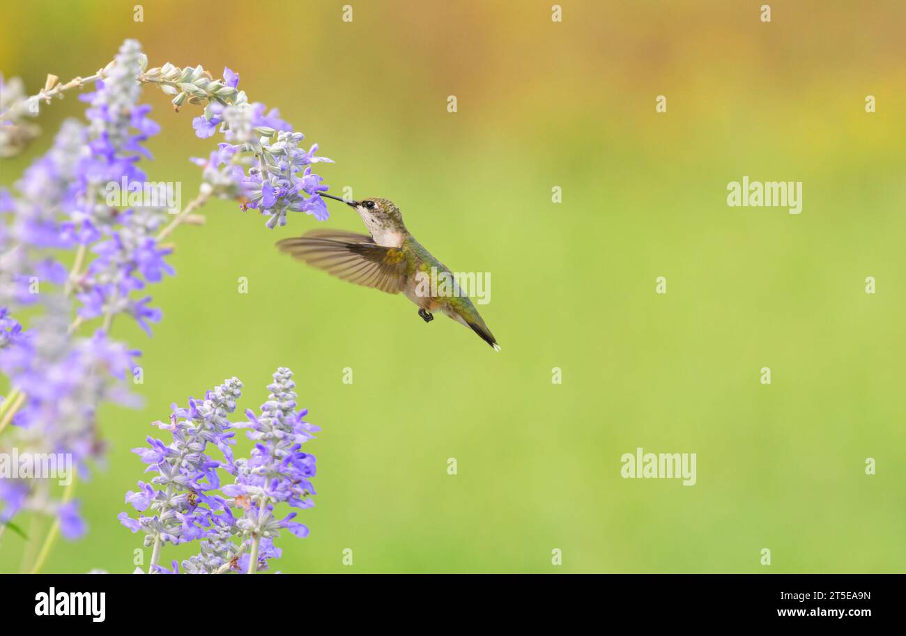 Colibri à gorge rubis en vol, se nourrissant de fleurs de salvia violettes avec fond vert Banque D'Images