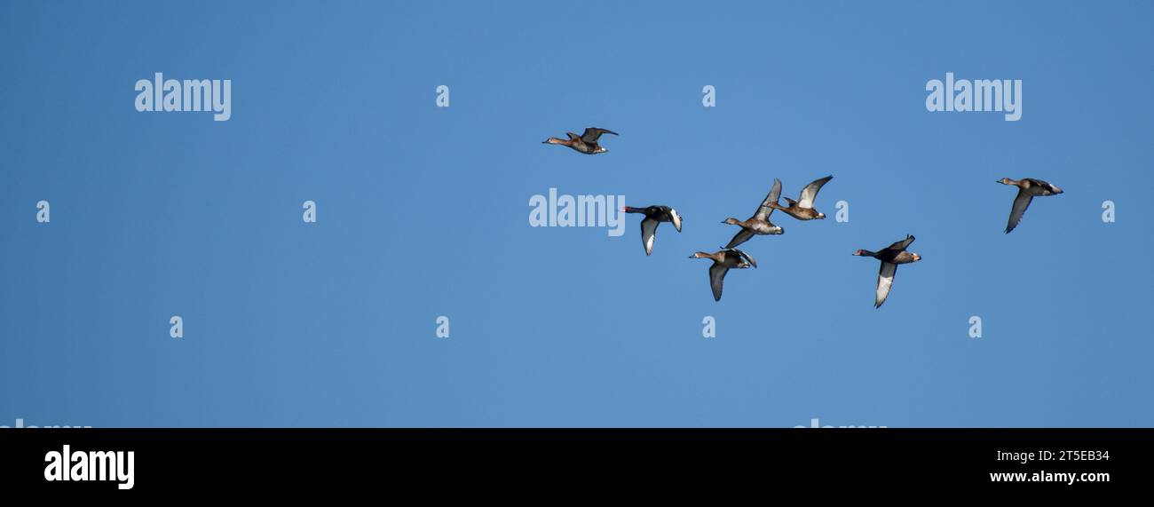 Pochard à bec rose (Netta peposaca), également rosybill ou rosybill pochard, en vol dans la nature Banque D'Images