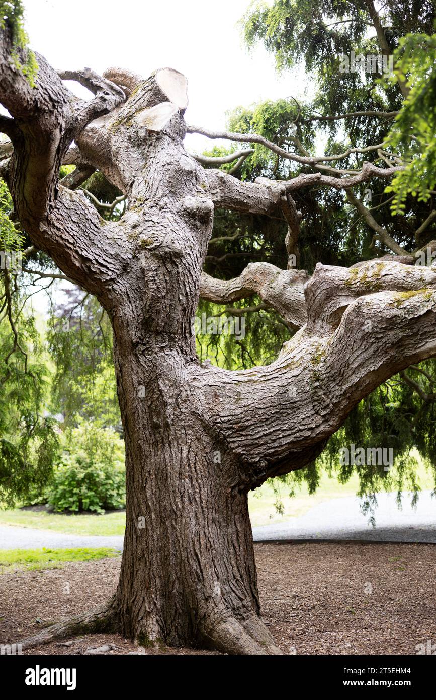 La pruche pleureuse de Sargent (Tsuga canadensis « Sargentii ») a planté vers 1920 sur le terrain du manoir Blithewold à Bristol, Rhode Island, États-Unis. Banque D'Images