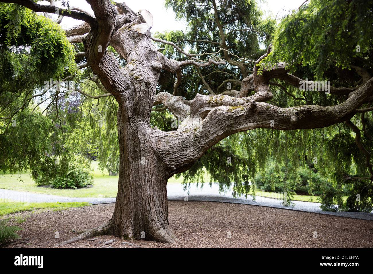 La pruche pleureuse de Sargent (Tsuga canadensis « Sargentii ») a planté vers 1920 sur le terrain du manoir Blithewold à Bristol, Rhode Island, États-Unis. Banque D'Images