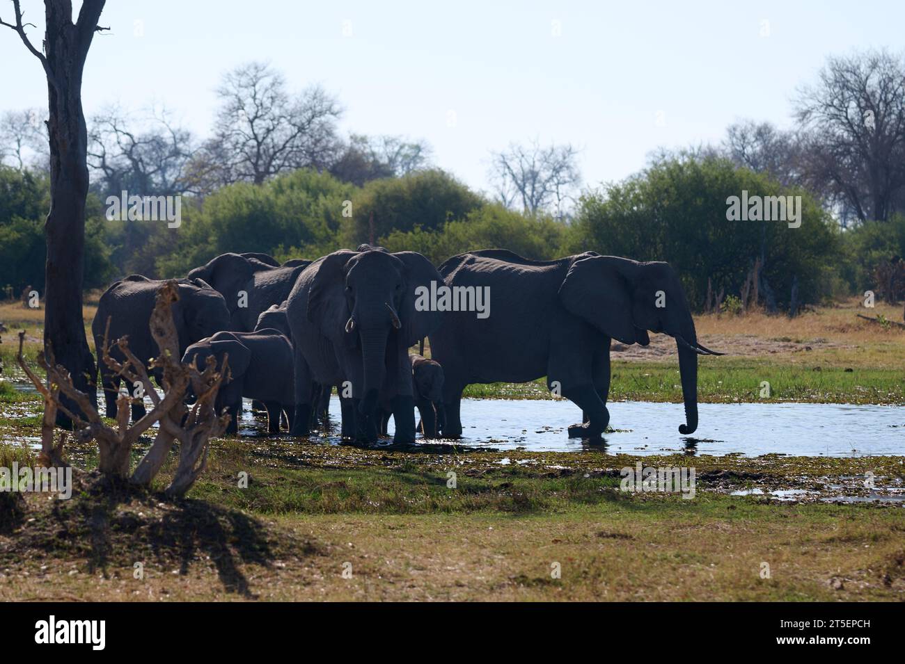Éléphant au point d'eau sur la réserve animalière de Moremi Banque D'Images