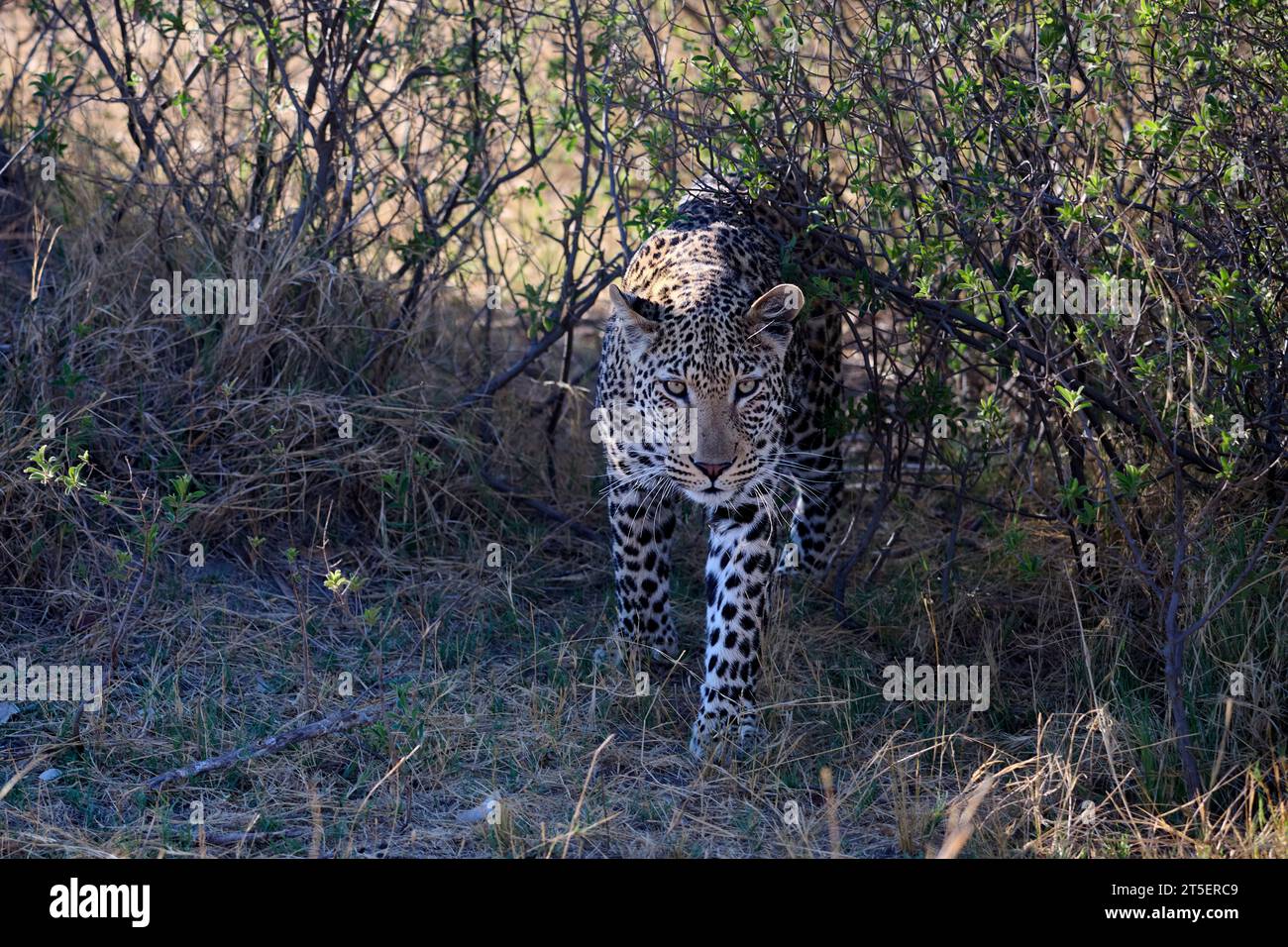 Un léopard dans le parc national de Moremi, Botswana Banque D'Images