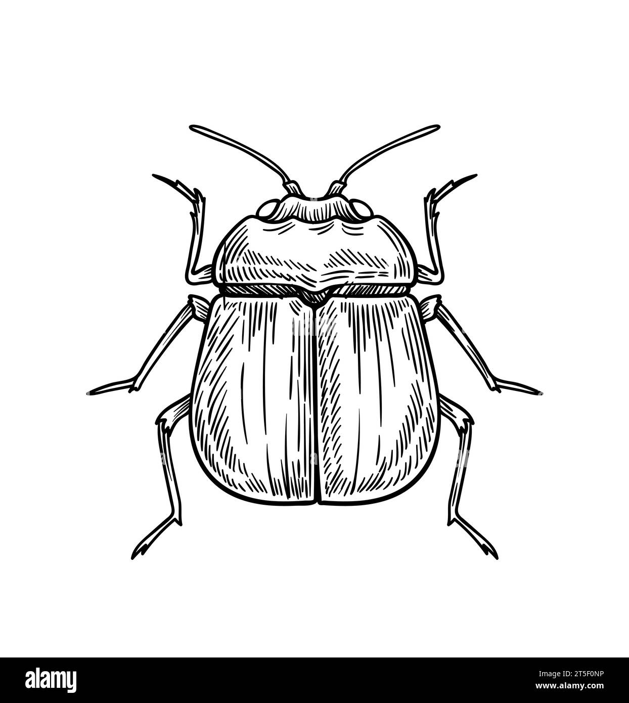 Dessin insecte noir et blanc Banque d'images noir et blanc Page 2 Alamy — free download