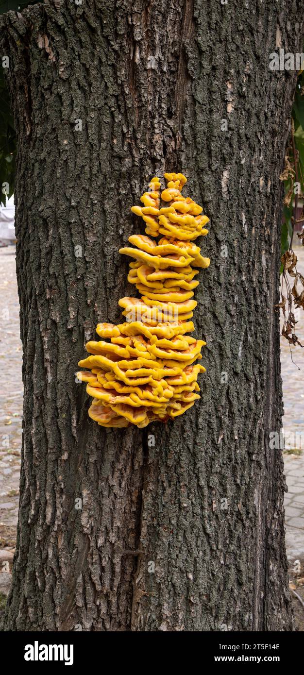 Laetiporus sulphureus est une espèce de champignon bracket (champignons qui poussent sur les arbres), Tykocin, Pologne Banque D'Images