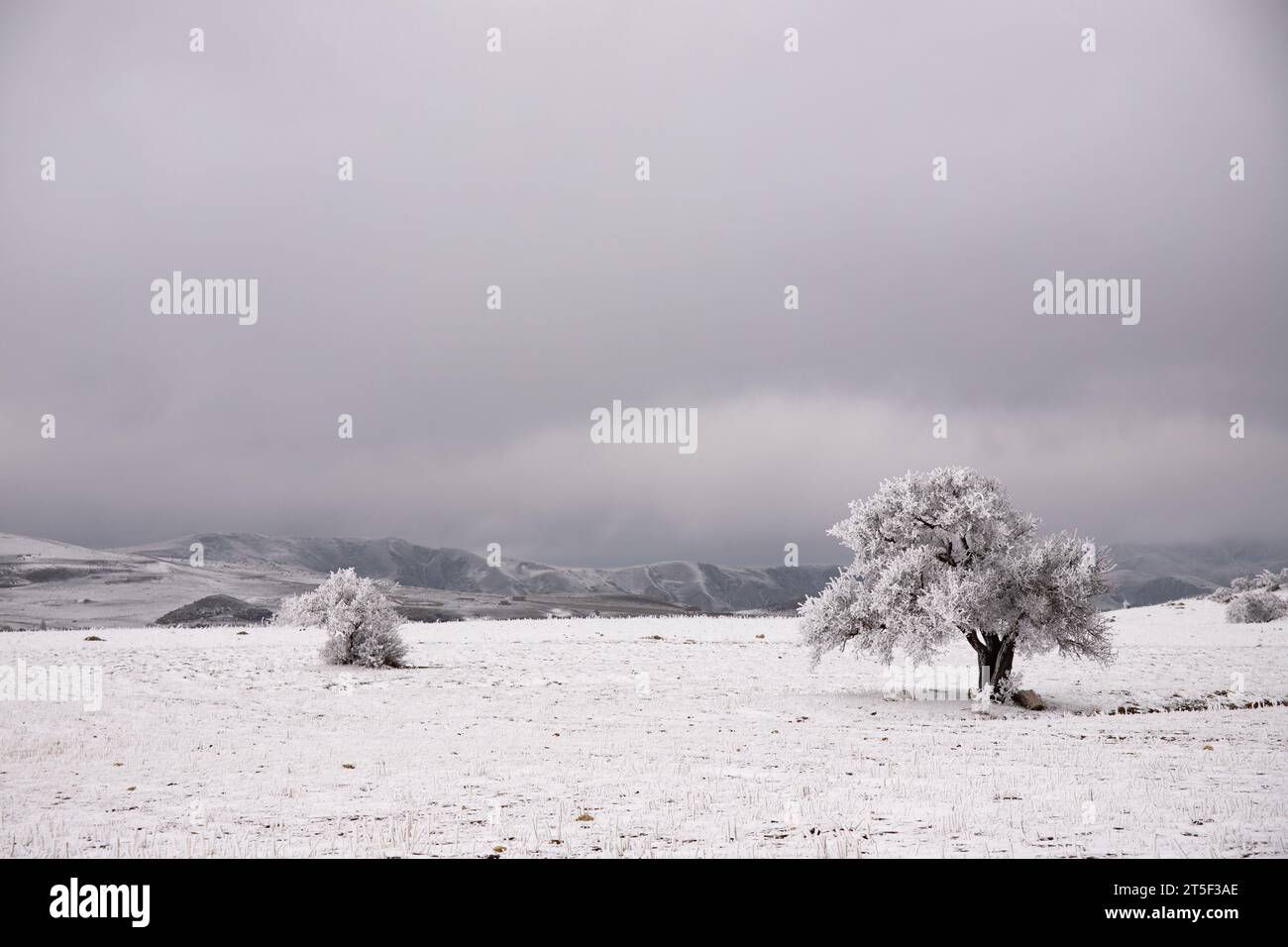 Arbres solitaires dans un champ couvert de belle neige. Banque D'Images