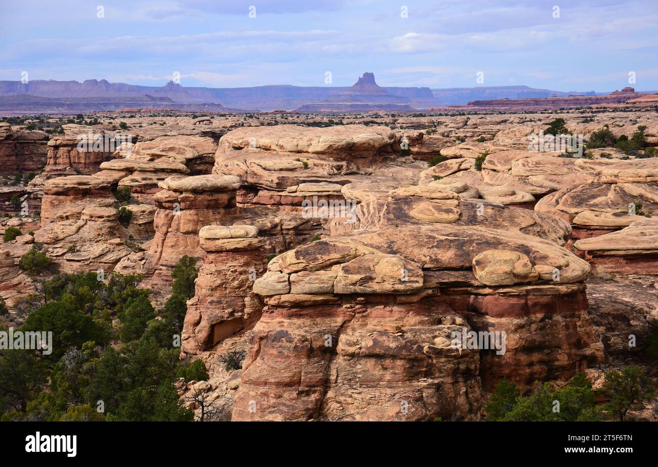 canyon printanier le long de la piste de slickrock dans le district des needles du parc national de canyonlands, près de moab, utah Banque D'Images