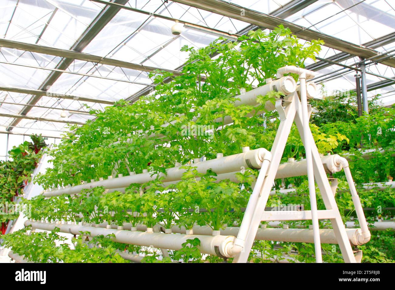 Stereo plantation de céleri dans le jardin agricole moderne de Leting le 24 février 2013, comté de Leting, province du Hebei, Chine Banque D'Images