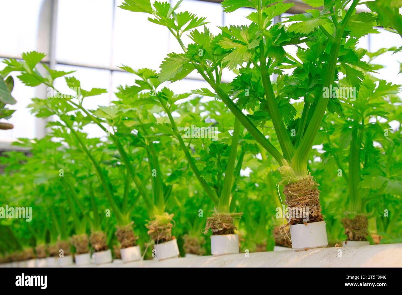 Culture hors sol de légumes verts dans un jardin botanique Banque D'Images