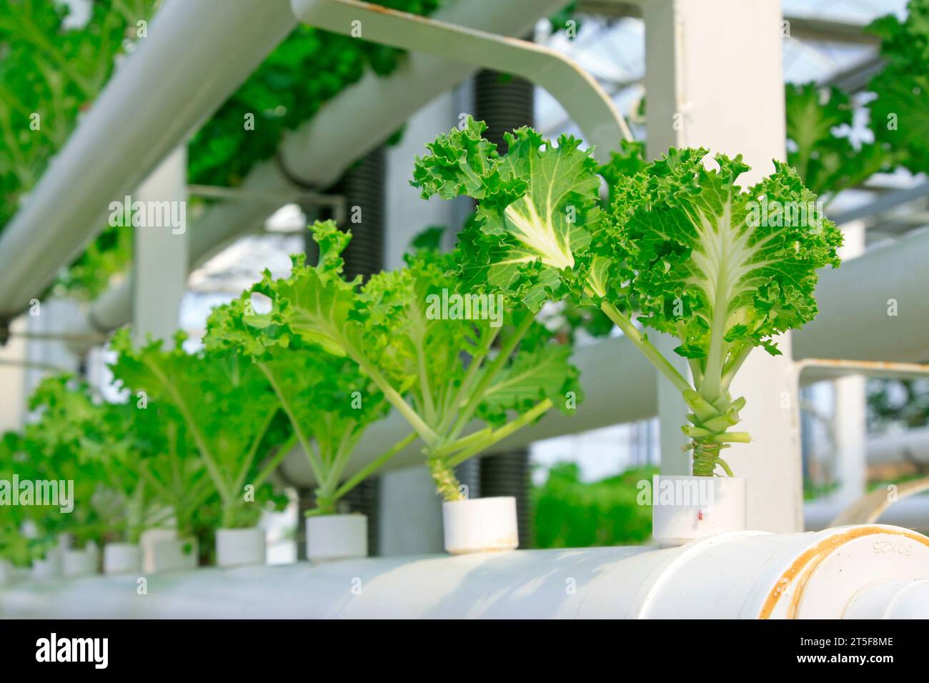Culture hors sol de légumes verts dans un jardin botanique Banque D'Images