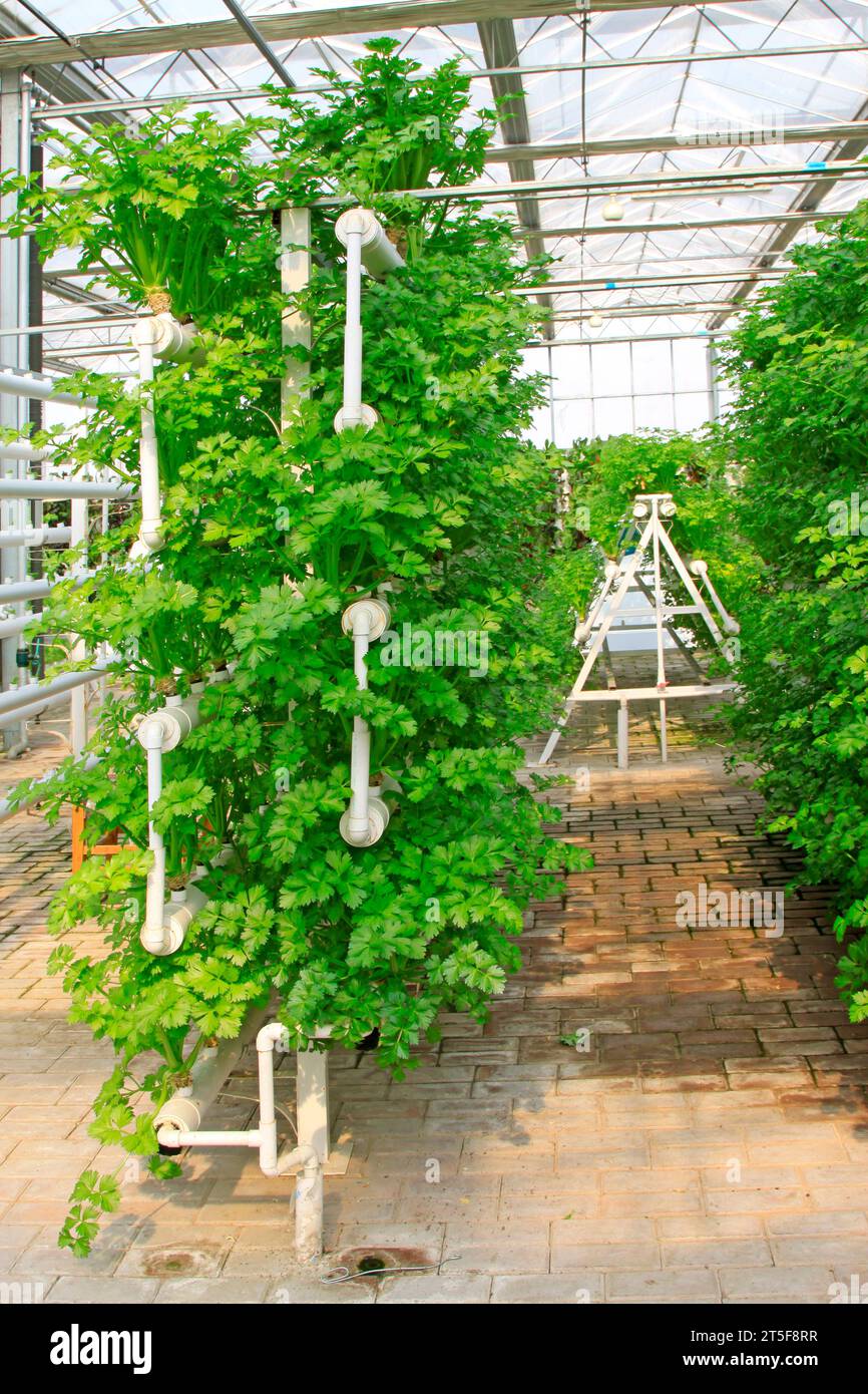 Culture hors sol de légumes verts dans un jardin botanique Banque D'Images