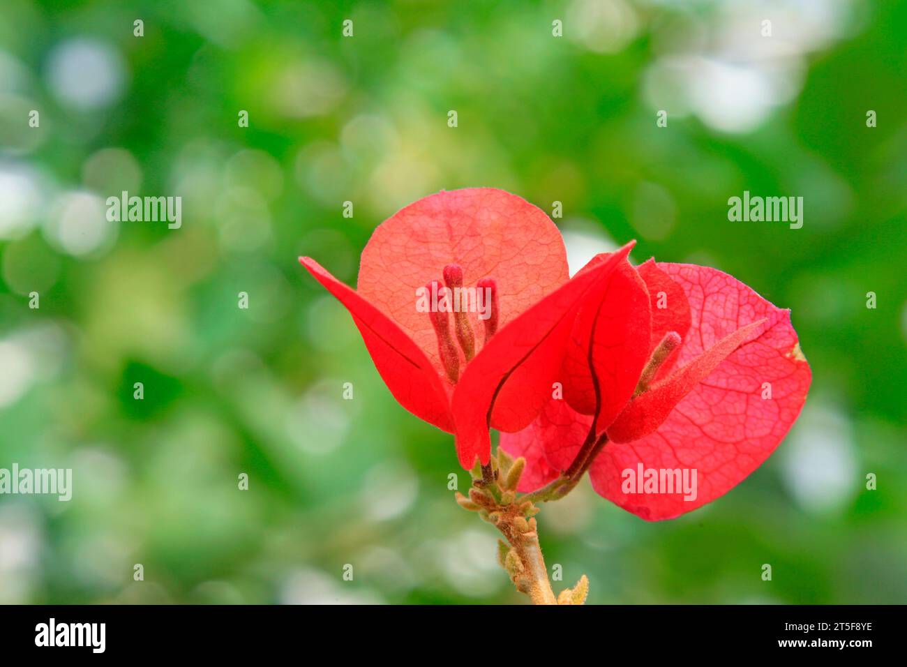 fleurs de bougainvilliers dans un jardin botanique Banque D'Images