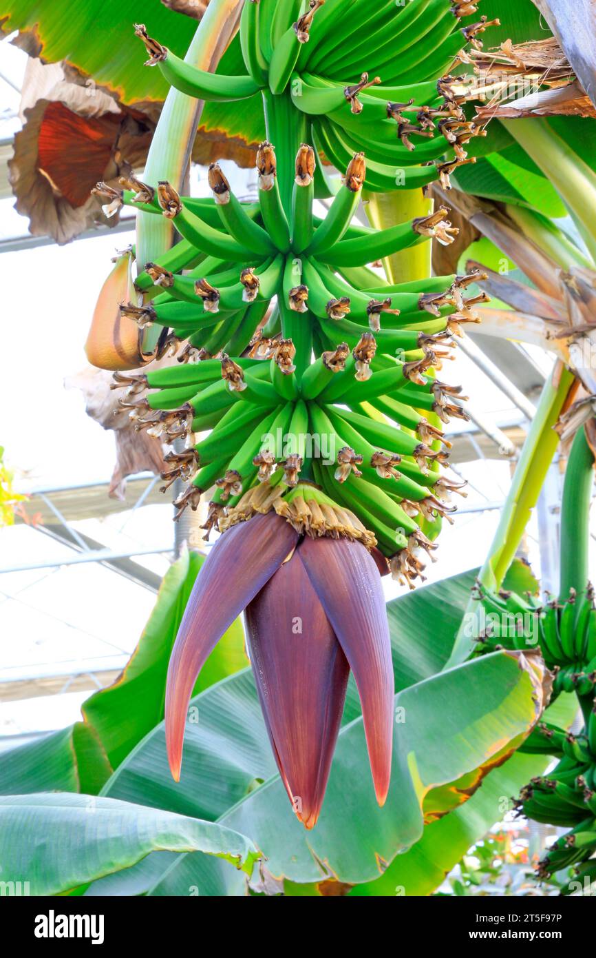 bouquet de bananes dans une plantation, gros plan de la photo Banque D'Images