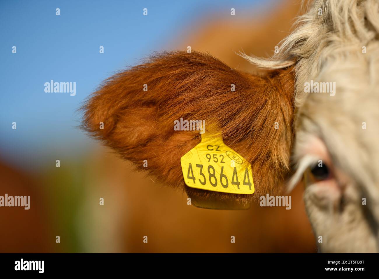 Oreille brune d'une vache avec une seule étiquette d'oreille jaune. Banque D'Images