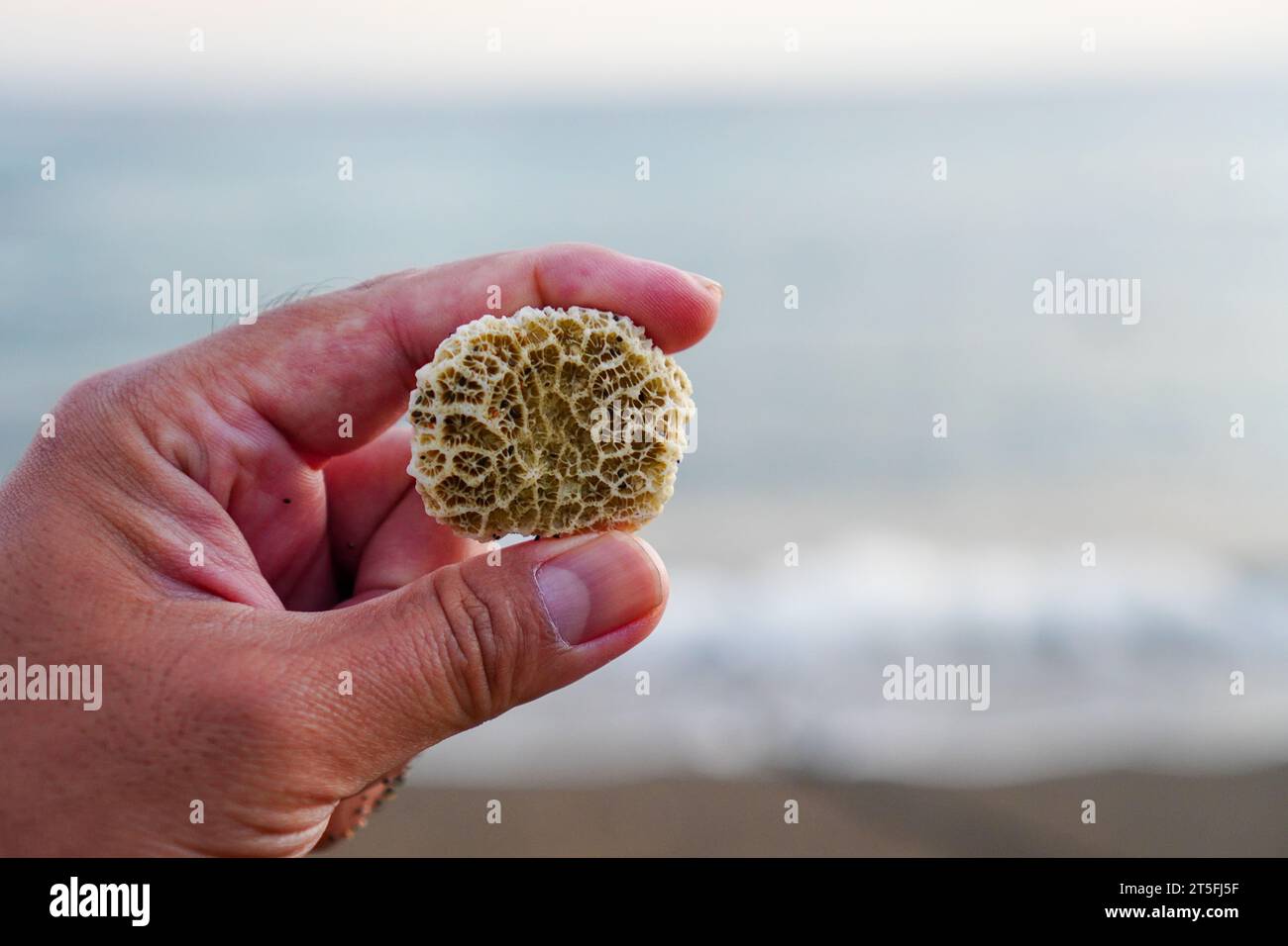 Main tenant le petit corail blanc sur fond de vagues de plage floues. Avec espace de copie pour le texte Banque D'Images