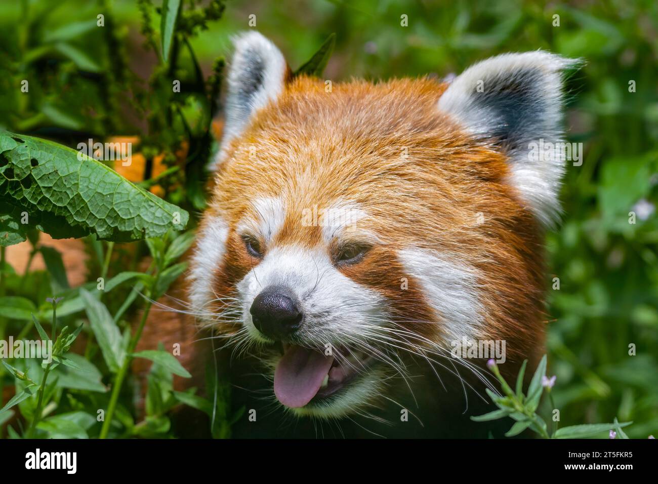Red Panda, Five Sisters Zoo, Écosse Banque D'Images