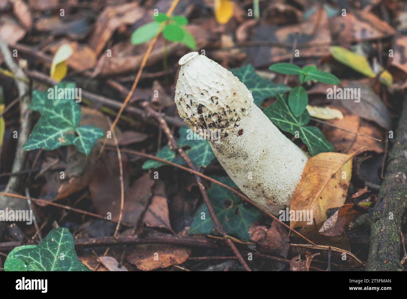 Vue à grand angle du champignon Phallus Impudicus (corne de plume commune). Banque D'Images