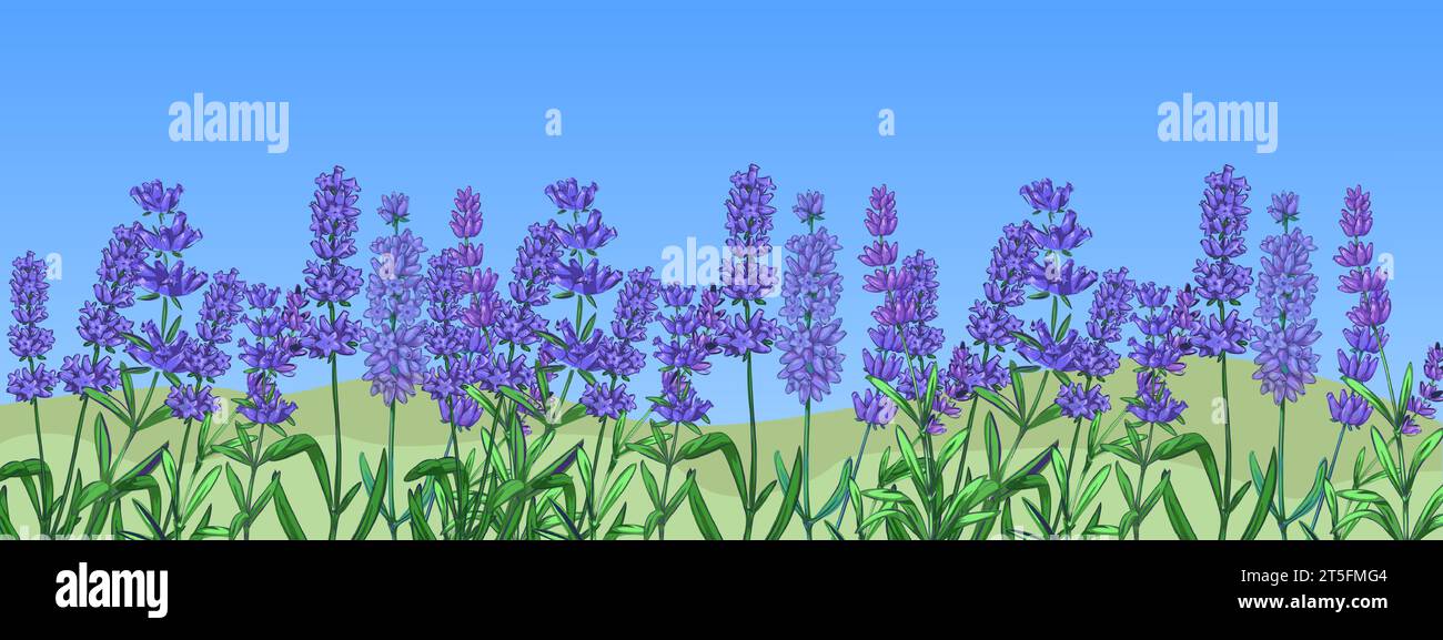 Fond lavande. Bordure botanique. Champ vert avec des fleurs violettes, ciel bleu. Toile de fond de bannière horizontale décorative. Brindilles de fleurs violettes. Herbal Illustration de Vecteur