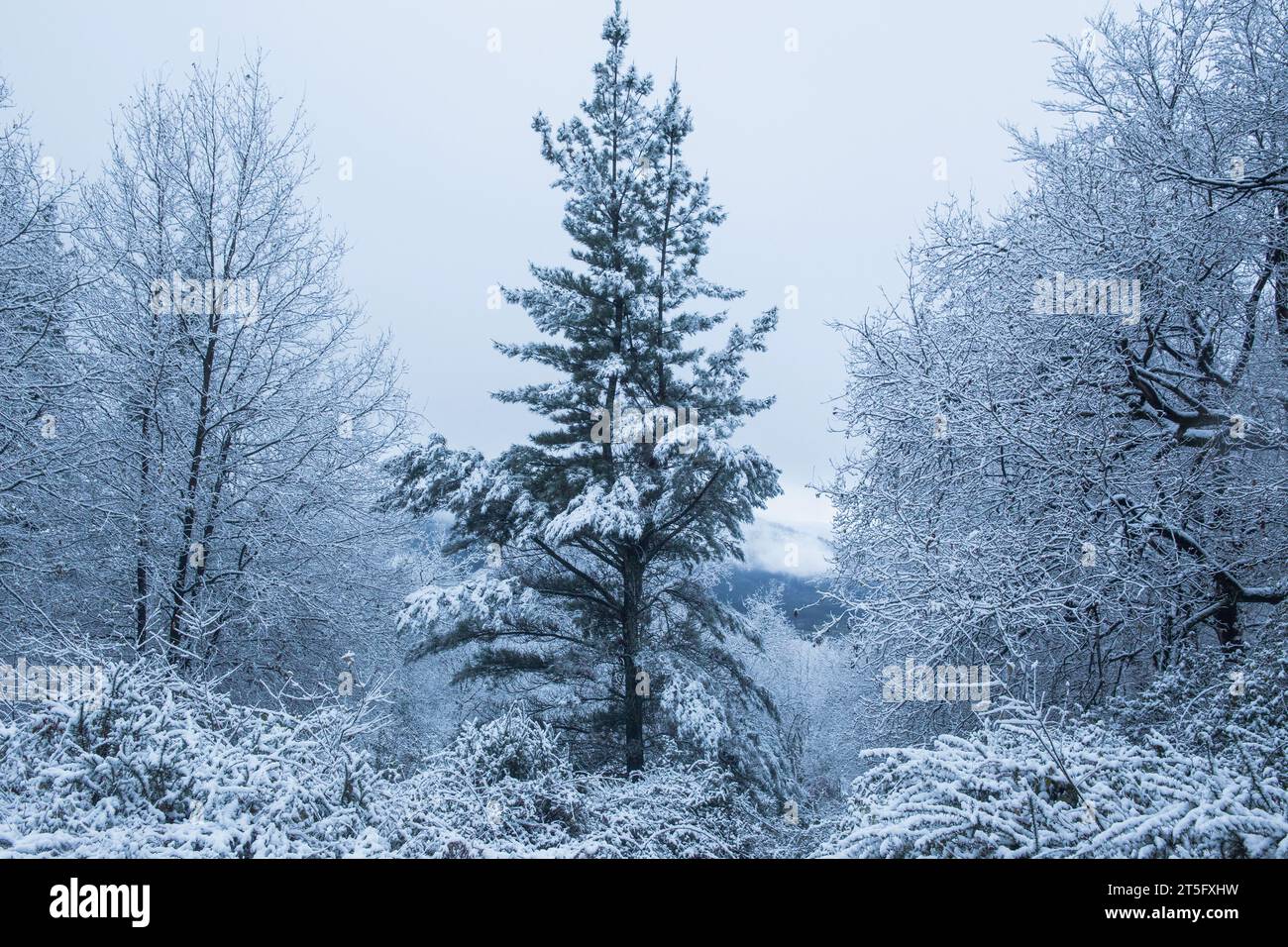 Paysage d'une forêt avec des pins enneigés sur une journée froide et brumeuse. Banque D'Images