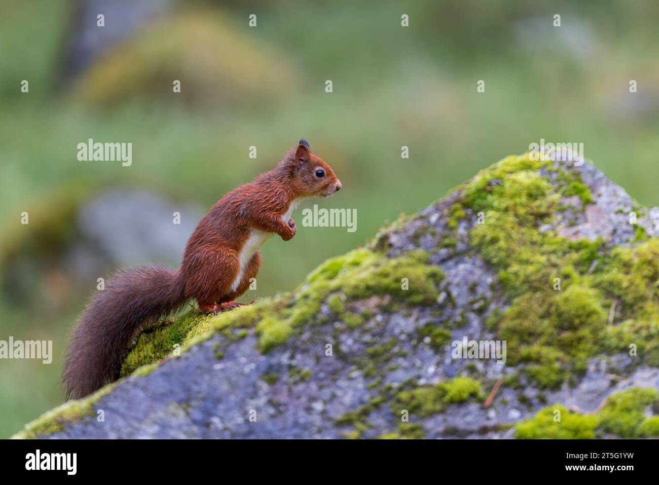 Écureuil rouge [ Sciurus vulgaris ] sur roche moussue dans le Perthshire, Écosse, Royaume-Uni Banque D'Images