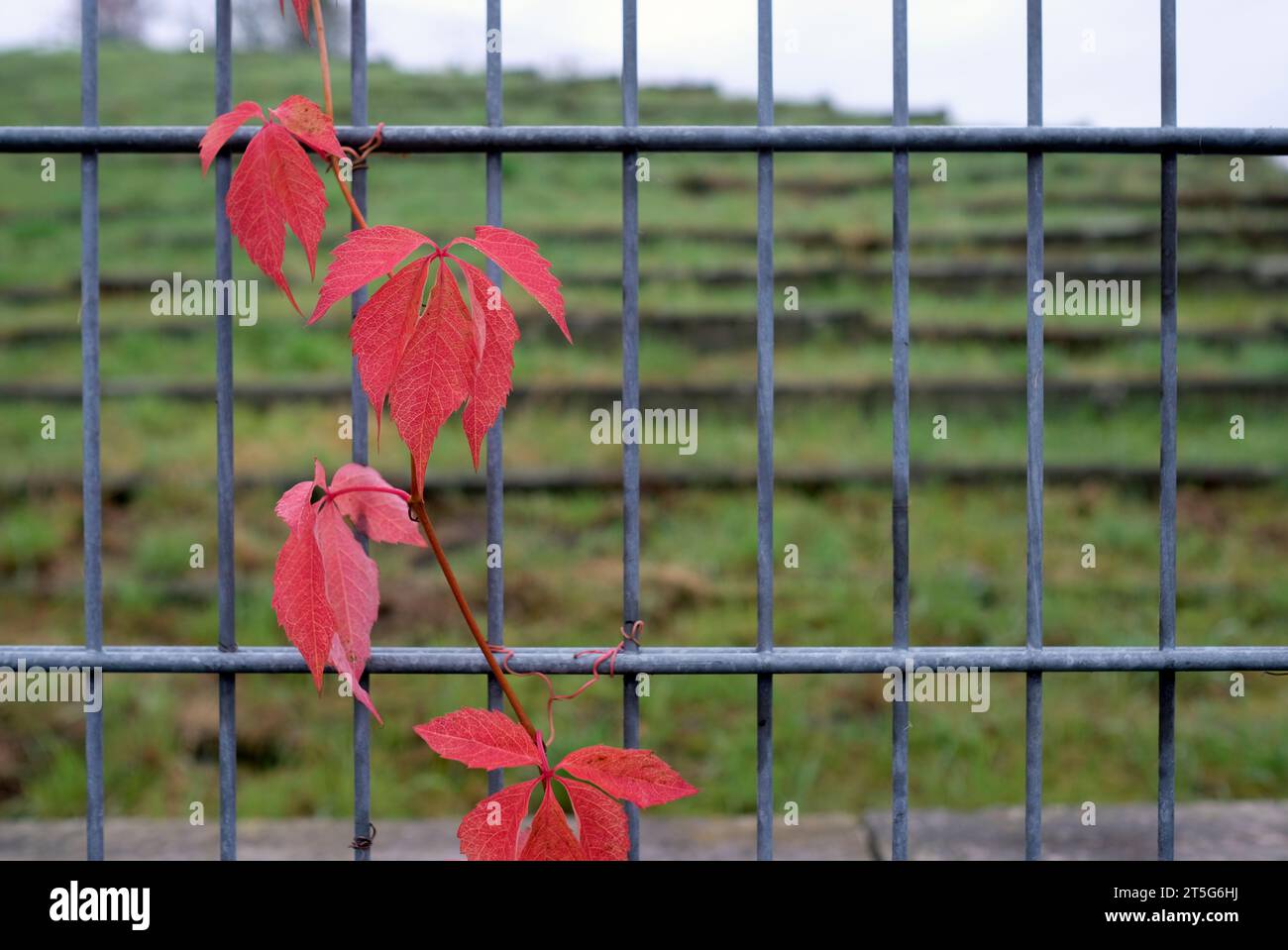 Lierre rouge grandissant sur une clôture métallique Banque D'Images