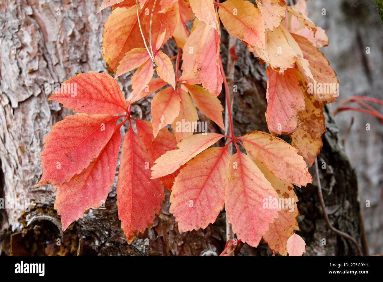 Feuilles de couleur rouge et jaune de la vigne jeune fille sur le tronc d'un pin Banque D'Images