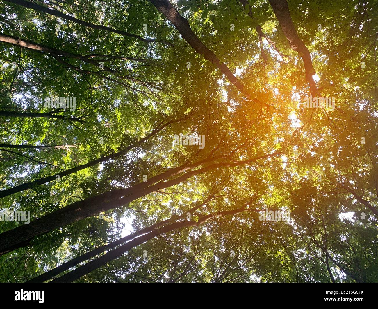 Cimes des arbres au soleil. Summertime Banque D'Images