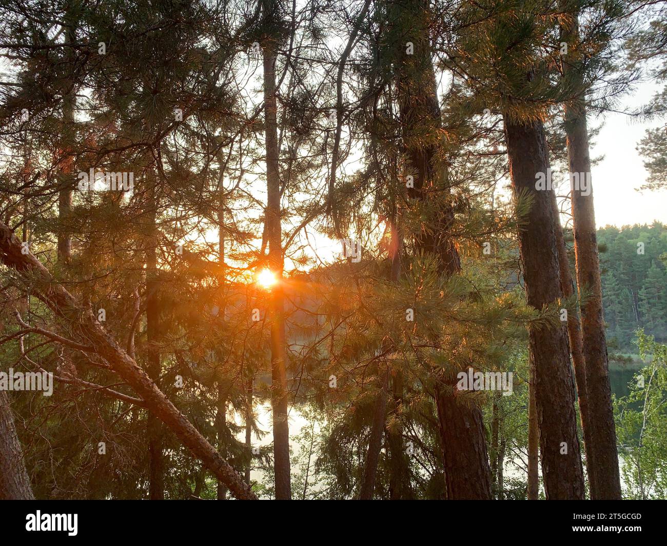 coucher de soleil dans la forêt de pins Banque D'Images