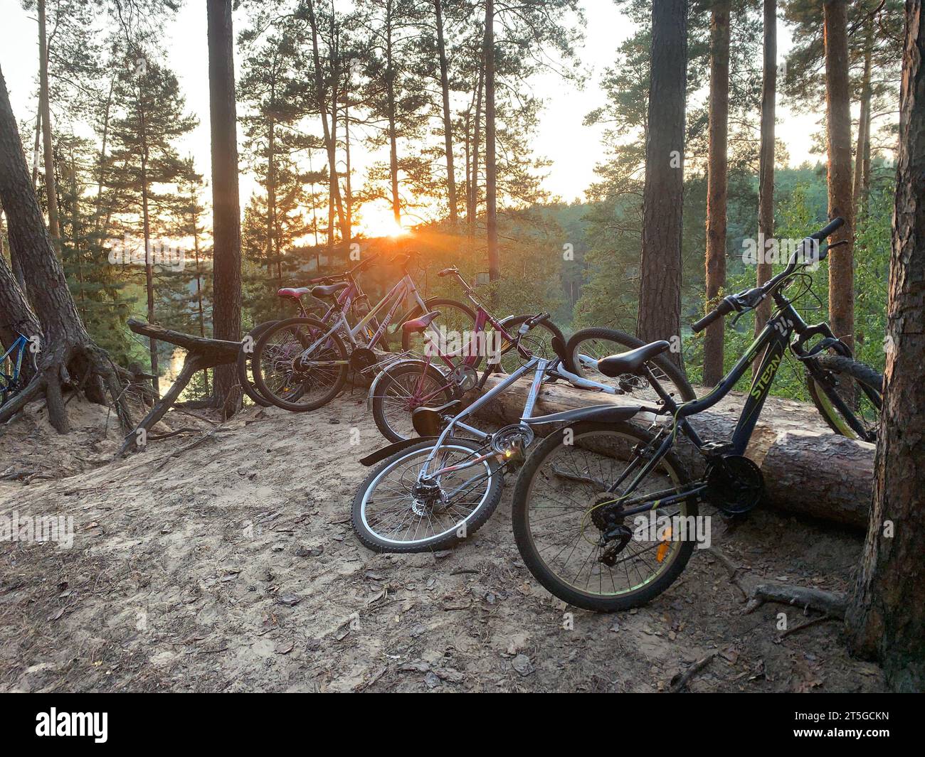 Vélos dans la forêt de pins Banque D'Images