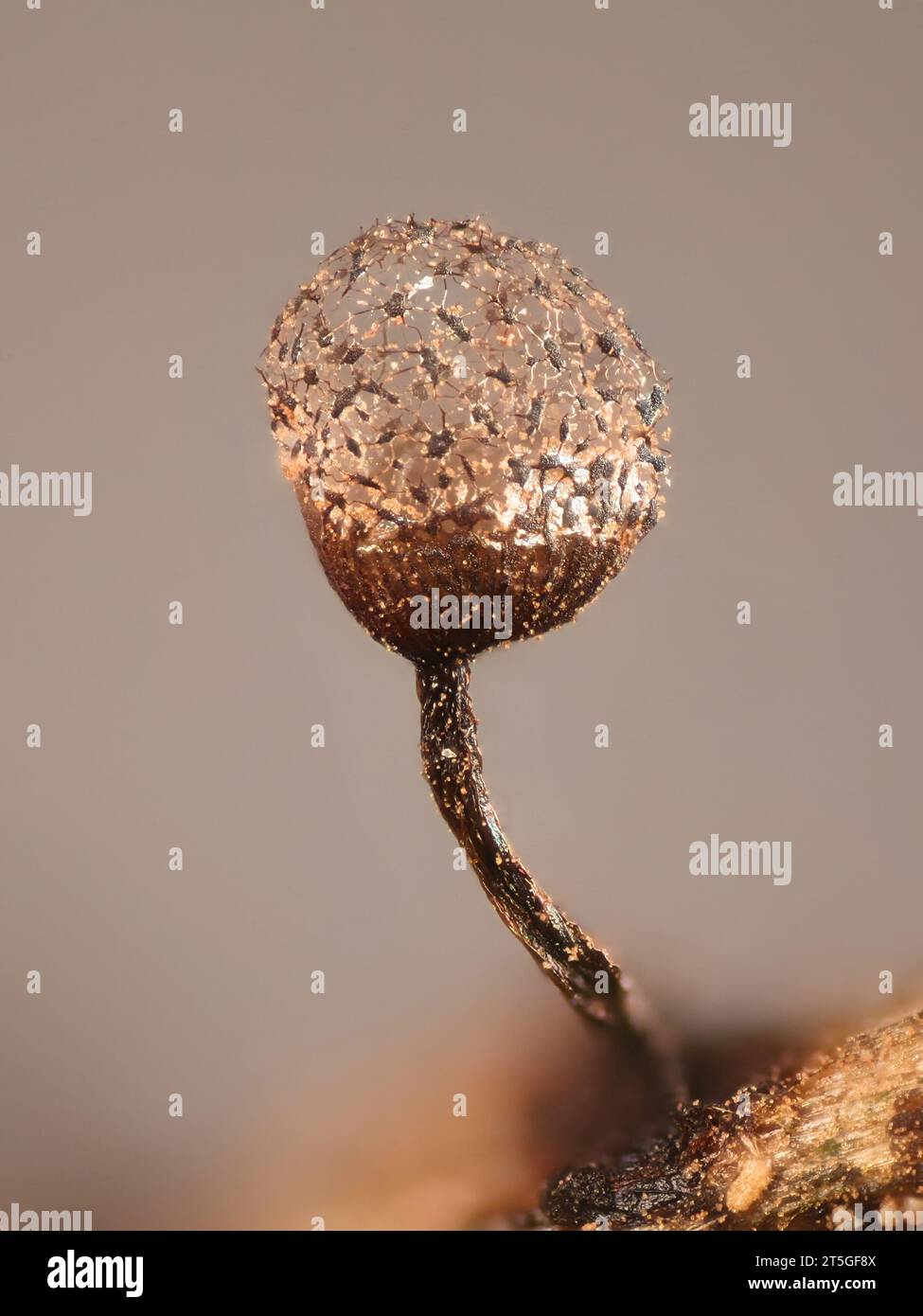 Cribraria vulgaris, une moisissure visqueuse, image microscopique de sporanges Banque D'Images